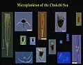 Images of tintinnids and other microplankton found in the Chukchi Sea in the Arctic