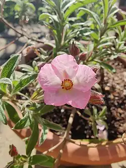 Single pink flower of the Cistus skanbergii