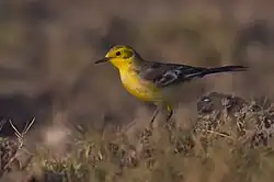Citrine Wagtail at Nalsarovar Bird Sanctuary