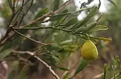 The Australian desert lime, Citrus glauca, hangs from a branch