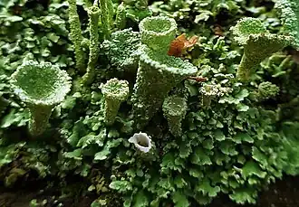 thick tubes with wide, cup-shaped tops rising from a mound of small, green leaves