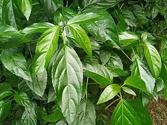 Glossy foliage