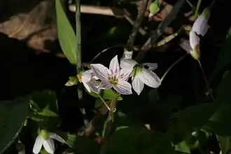 Claytonia caroliniana Michx. — Claytonie de Caroline. — (Spring beauty).