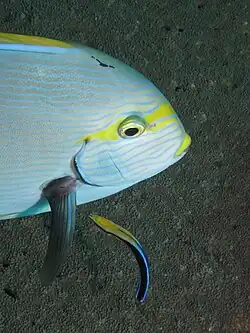 With a client elongate surgeonfish at a cleaning station