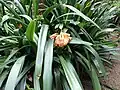 Clivia × cyrtanthiflora, an artificial hybrid