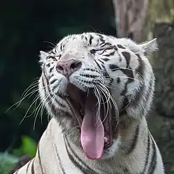 A white tiger yawning