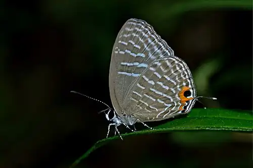 Ventral view