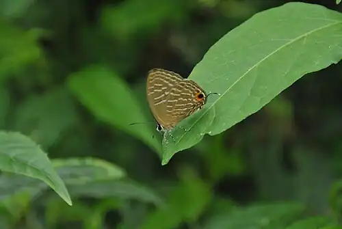 Ventral view