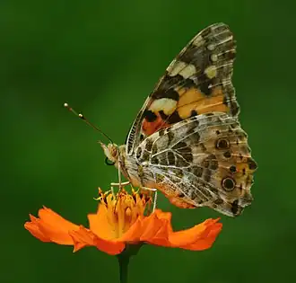 Ventral view