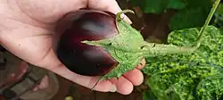 Close-up of an unplucked Vellore Spiny Brinjal in a field in Elavambadi village
