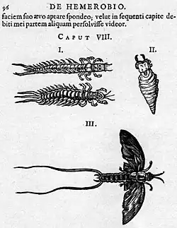 Mayflies drawn by Augerius Clutius[a] in De Hemerobio, 1634