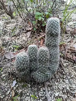 Plant growing in habitat near Agua de San Antonio