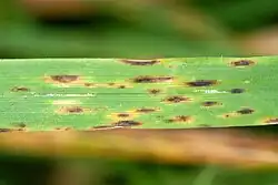 Cochliobolus sativus