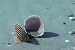 Empty cockle shell on the beach