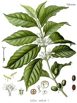 Illustration of a single branch of a plant. Broad, ribbed leaves are accented by small white flowers at the base of the stalk. On the edge of the drawing are cutaway diagrams of parts of the plant.