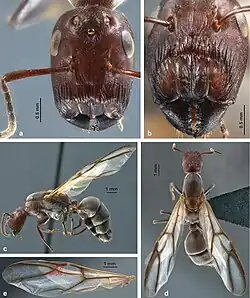 Colobopsis explodens queen. (a) full-face view, (b) frontal shield (c) lateral view, (d) dorsal view, (e) forewing with indicated measurements 2r and 4RsM