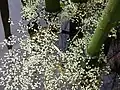 Common Duckweed (Lemna minor)