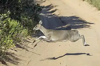female, Maputo National Park, Mozambique