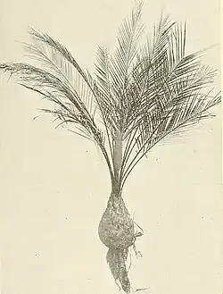 Female Plant