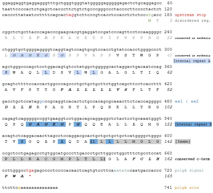 Conceptual translation of c20orf141 transcript variant 1.
