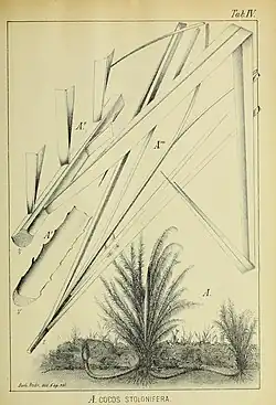 João Barbosa Rodrigues' original drawing of Butia stolonifera