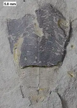 The conulariid scyphozoan Conularia milwaukeensis