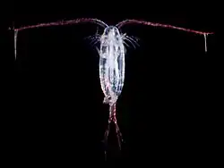Copepod
