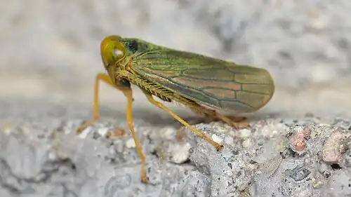 Jikradia olitoria (subfamily Coelidiinae)