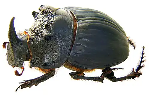 C. elphenor Klug, 1855