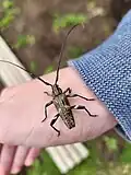 Coptomma variegatum perched on a hand