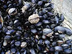 Mussels in the intertidal zone in Cornwall, England