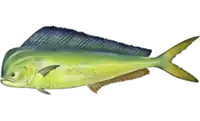Mahi-mahi