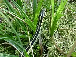 Common garter snake