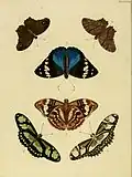Male from Papillons exotiques des trois parties du monde by Pieter Cramer and Caspar Stoll