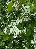 Northern downy hawthorn (Crataegus submollis)