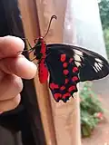 Newly Emerged