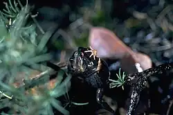 Two male quacking frogs wrestling, with arms around each other.