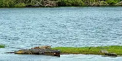 Morelet's crocodile (Crocodylus moreletii), Laguna del Carppintero, Tamaulipas (21 May 2007).