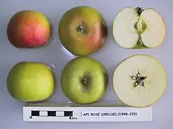 Cross section of the Api Gros apple cultivar