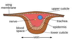 Image 17Cross-section of wing vein (from Insect morphology)