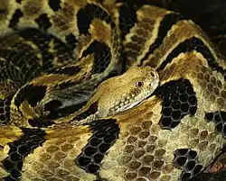 Timber rattlesnake