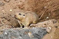 Brown rodent