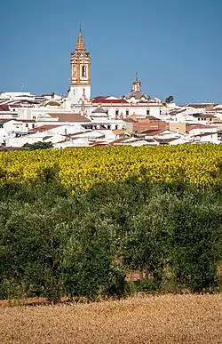 Sunflowers, cereals and olive trees in Rociana del Condado.