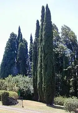 Fastigiate Mediterranean cypress C.&nbsp;sempervirens 'Stricta', planted in Hawaii.