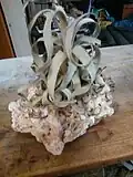 Tillandsia streptophylla growing on a limestone rock