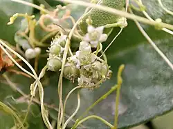 Cuscuta in Flower, Iran