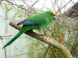 A green parrot with blue-tipped wings, a yellow forehead, and an orange mark above the beak