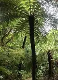 Silver fern in the subcanopy of a forest