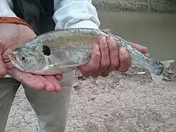 Living fish specimen in Bolivia held by a human