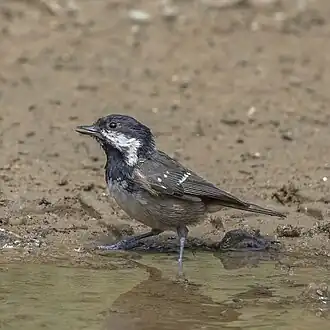 Cyprus coal tit, P. a. cypriotes (note buff underparts)